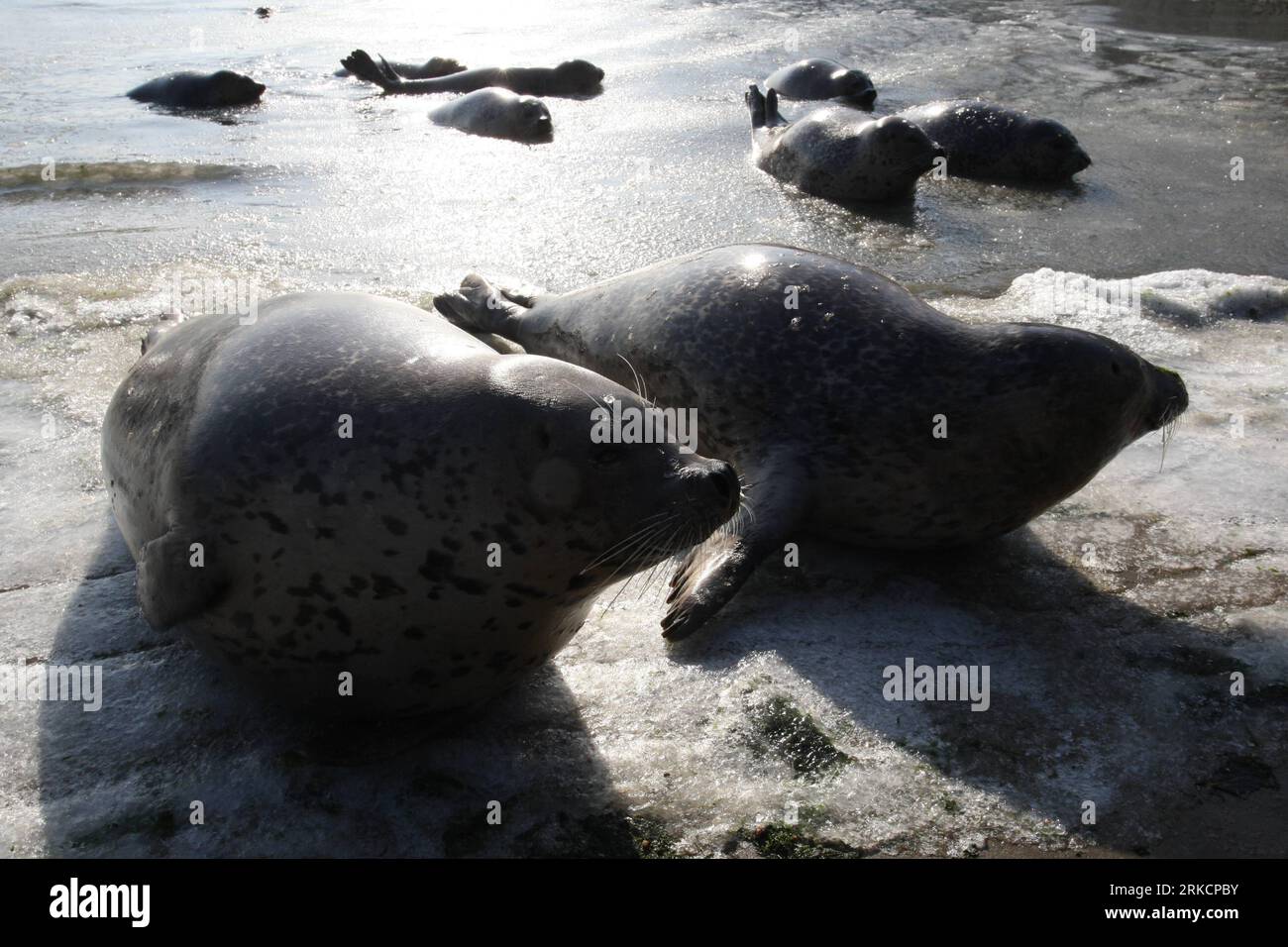 Bildnummer: 54791555  Datum: 07.01.2011  Copyright: imago/Xinhua (110107) -- YANTAI, Jan. 7, 2011 (Xinhua) -- Harbor seals wait for   in ice water at a bay in a scenic area of Yantai, east China s Shandong Province, Jan. 7, 2011. As local temperature falls to minus 7 degrees centigrade, harbor seals at the scenic area were trapped by the ice on the surface of the sea water. Staff members have taken efforts in order to help the harbor seals get through the cold winter. The harbor seal is one of Chinese highly protected species. (Xinhua) (zhs)  CHINA-SHANDONG-SEALS-TRAPPED (CN) PUBLICATIONxNOTxI Stock Photo