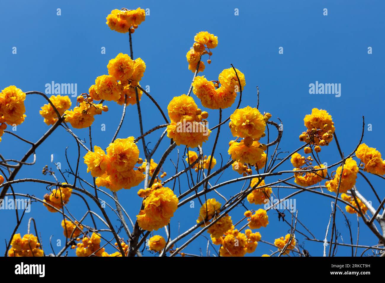 Beautiful yellow flowers cochlospermum regium or supanniga flower on blue sky background in Northern Thailand. Stock Photo
