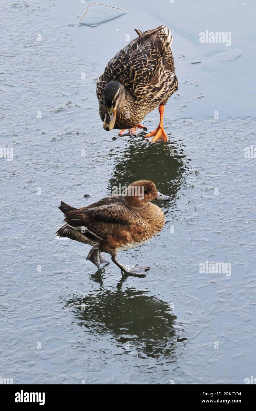 Kalte ente hi-res stock photography and images - Alamy