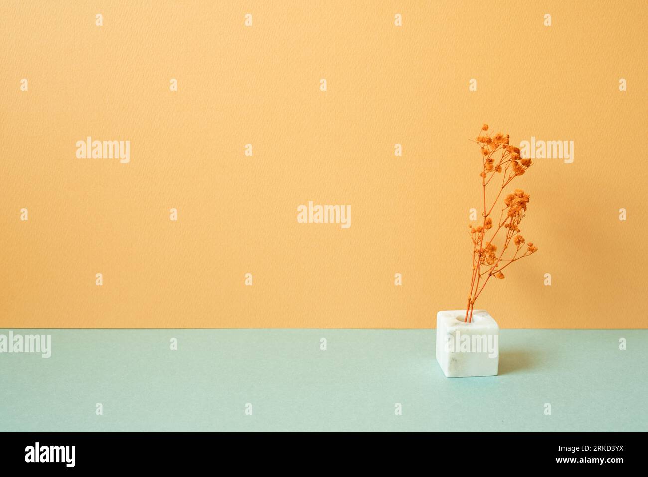 Vase of dry gypsophila flower on mint green table. orange wall background. copy space Stock Photo
