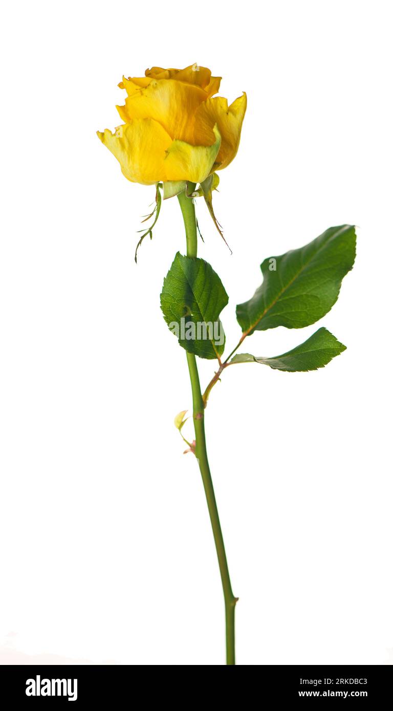 One beautiful yellow rose isolated on white Stock Photo
