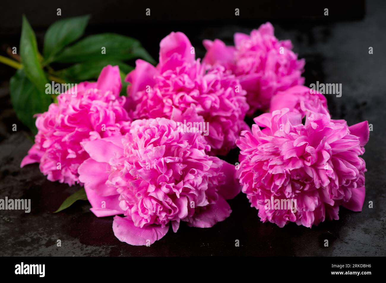 Pink floral background. Background bouquet of beautiful pink peonies ...