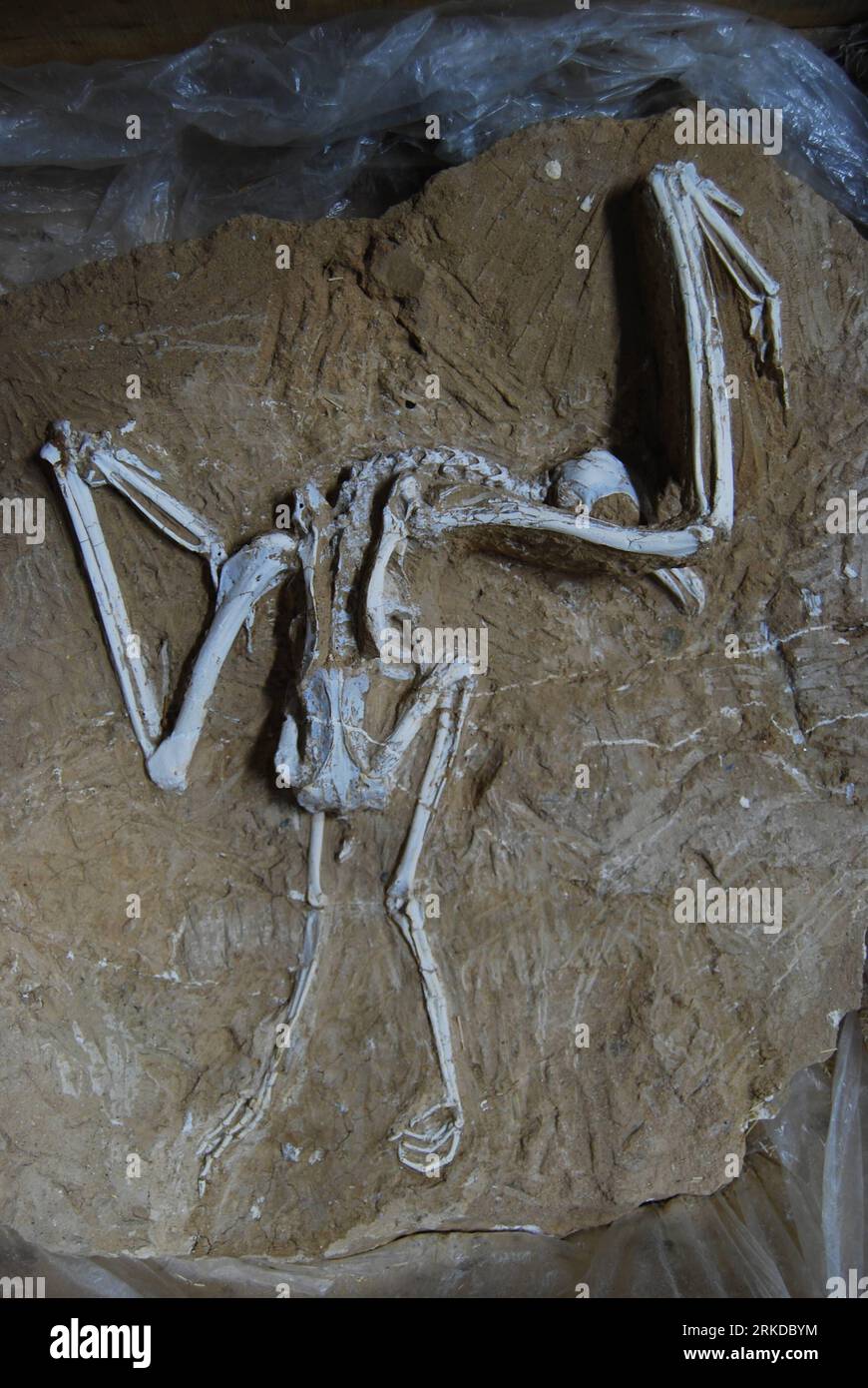 Fossil museum china hi-res stock photography and images - Page 5
