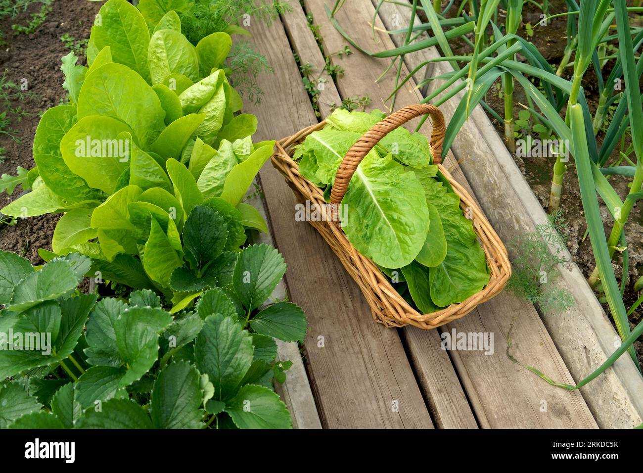 Growing green salads and vegetables in a greenhouse. Hydroponics grows in a greenhouse. Stock Photo