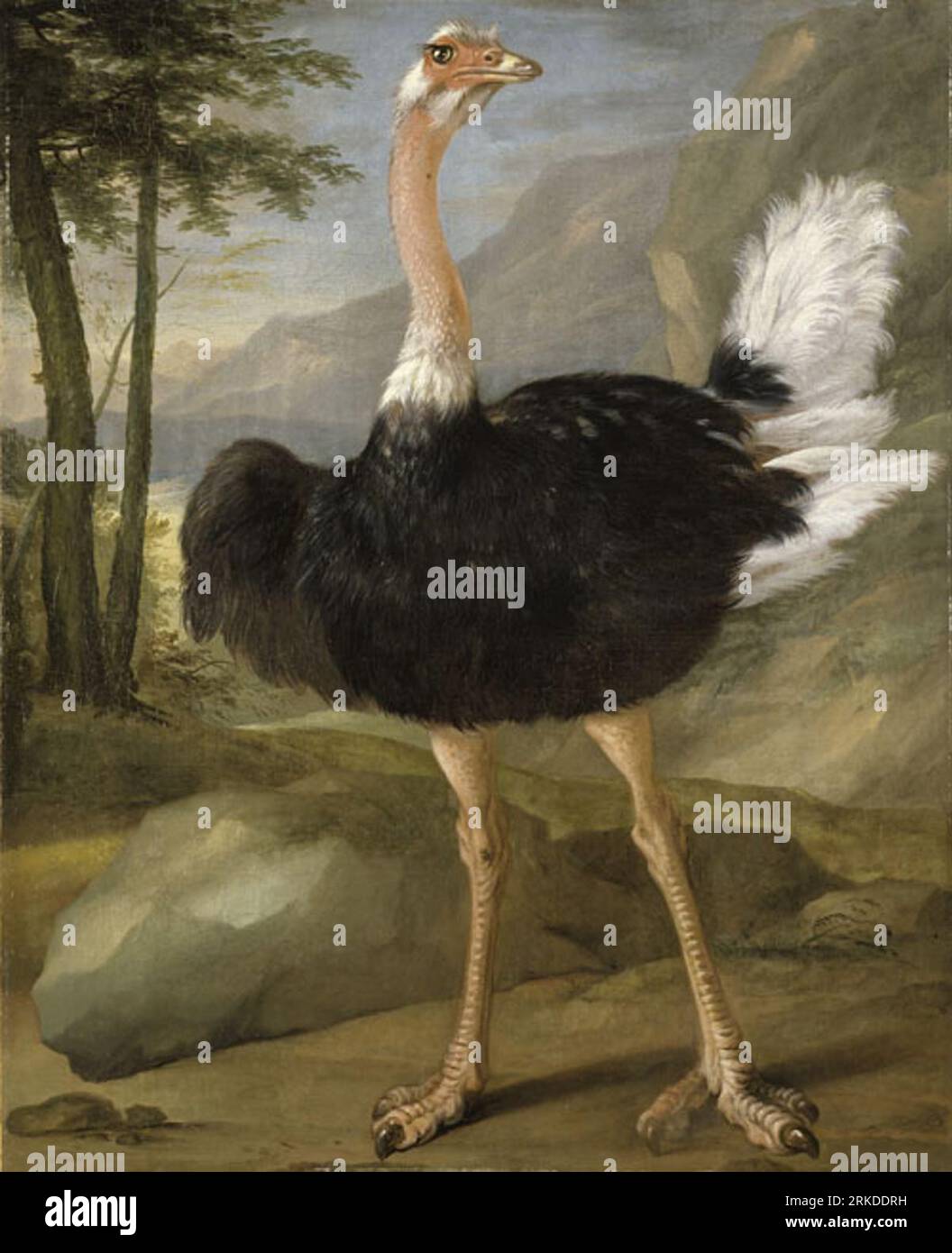 Study of an ostrich between 1643 and 1678 by Nicasius Bernaerts Stock Photo