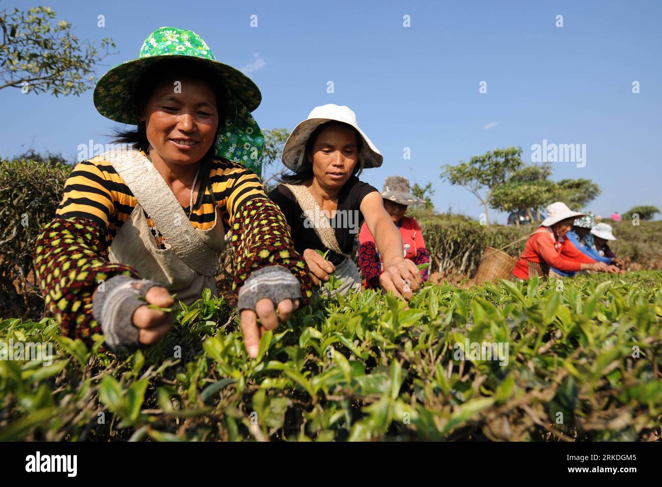 Bildnummer: 54946696  Datum: 22.02.2011  Copyright: imago/Xinhua (110224) -- XISHUANGBANNA, Feb. 24, 2011 (Xinhua) -- Farmers pick fresh tea leaves at a tea plantation in Xishuangbanna Dai Autonomous Prefecture of southwest China s Yunnan Province, Feb. 22, 2011. Tea planting has been a main support of local economy, where is famed for its Puer tea. (Xinhua/ Lin Yiguang)(hdt) CHINA-XISHUANGBANNA-TEA (CN) PUBLICATIONxNOTxINxCHN Gesellschaft Wirtschaft Landwirtschaft traditionelle kbdig xdp 2011 quer  o0 Tee, Ernte, Teeernte, Pflücken, Erntehelfer, Arbeitswelten    Bildnummer 54946696 Date 22 02 Stock Photo