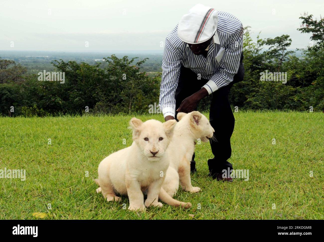 Bildnummer: 54946688  Datum: 22.02.2011  Copyright: imago/Xinhua (110224) -- LIVINGSTON, Feb. 24, 2011 (Xinhua) -- Two African white lion cub are seen at a wildlife reserve near Livingston, Zambia, Feb. 22, 2011. Two African white lion cubs were imported from South Africa on Feb. 21, and then were shown to visitors at the wildlife conservancy in Zambia.(Xinhua/Meng Jing) (axy) ZAMBIA-AFRICAN WHITE LION PUBLICATIONxNOTxINxCHN Gesellschaft Tiere Löwe weisser Löwenbaby Jungtier kbdig xdp premiumd 2011 quer     Bildnummer 54946688 Date 22 02 2011 Copyright Imago XINHUA  Livingston Feb 24 2011 XINH Stock Photo