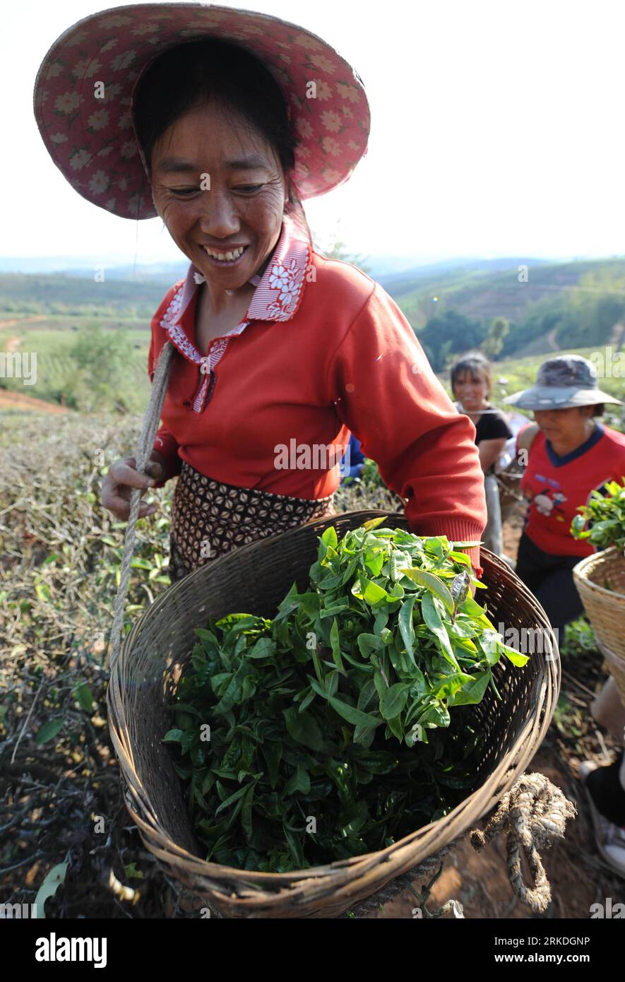 Bildnummer: 54946695  Datum: 22.02.2011  Copyright: imago/Xinhua (110224) -- XISHUANGBANNA, Feb. 24, 2011 (Xinhua) -- A farmers shows the fresh tea leaves picked at a tea plantation in Xishuangbanna Dai Autonomous Prefecture of southwest China s Yunnan Province, Feb. 22, 2011. Tea planting has been a main support of local economy, where is famed for its Puer tea. (Xinhua/ Lin Yiguang)(hdt) CHINA-XISHUANGBANNA-TEA (CN) PUBLICATIONxNOTxINxCHN Gesellschaft Wirtschaft Landwirtschaft traditionelle kbdig xdp 2011 hoch  o0 Tee, Ernte, Teeernte, Pflücken, Erntehelfer, Arbeitswelten    Bildnummer 54946 Stock Photo