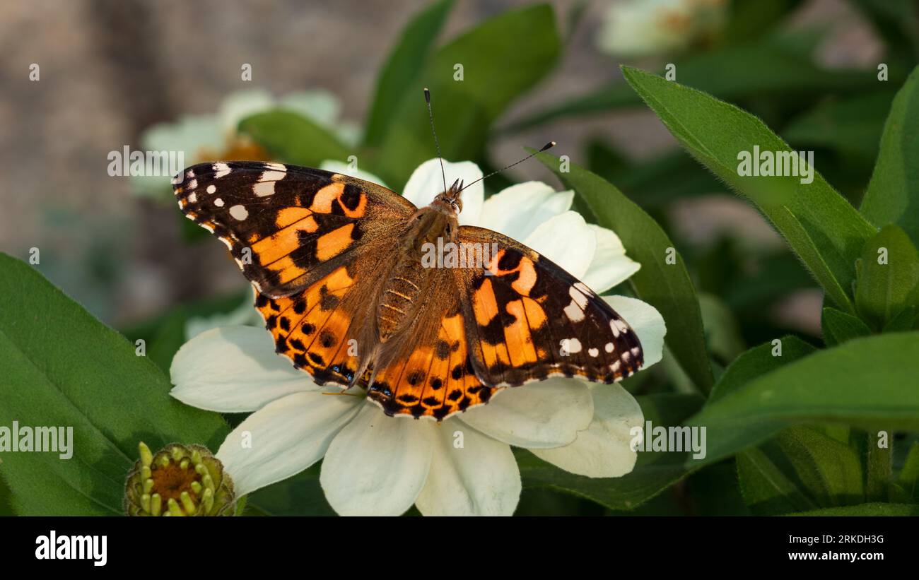 The Painted Lady butterfly feeding on flowers in the Parkview Gardens, Winkler, Manitoba, Canada. Stock Photo