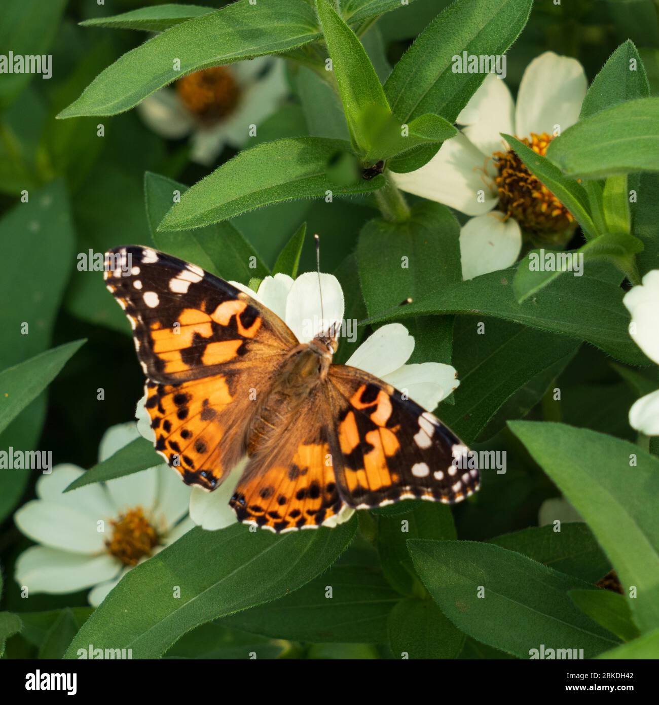 The Painted Lady butterfly feeding on flowers in the Parkview Gardens, Winkler, Manitoba, Canada. Stock Photo