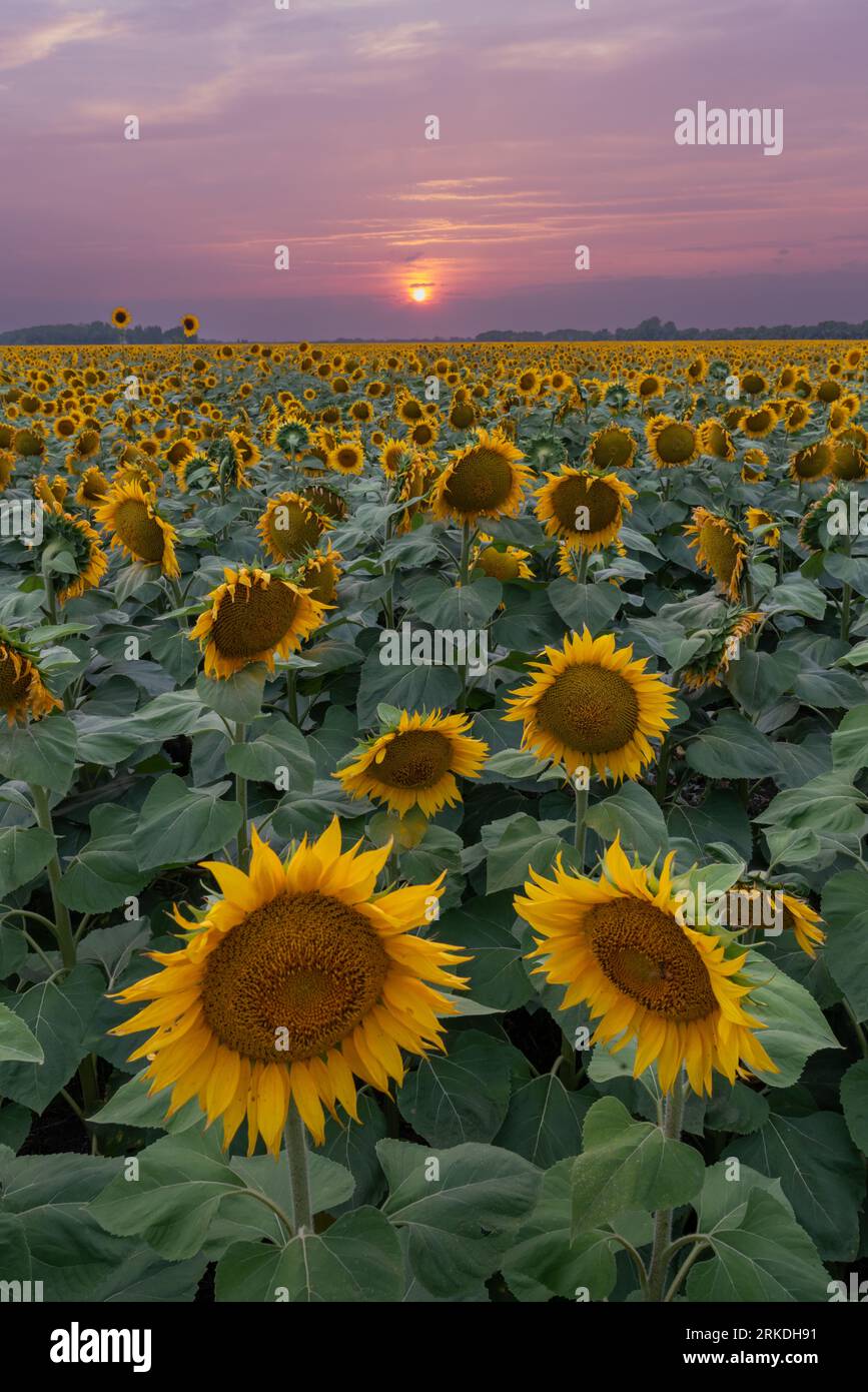 A field of sunflowers at sunset near Plum Coulee, Manitoba, Canada. Stock Photo