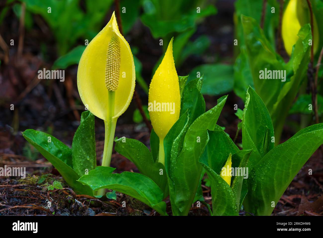 Skunk cabbage in Goldstream Provincial Park, Vancouver Island, British