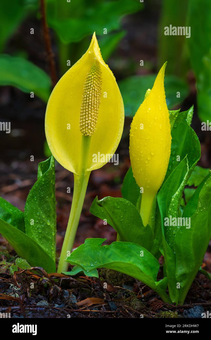 Skunk cabbage in Goldstream Provincial Park, Vancouver Island, British