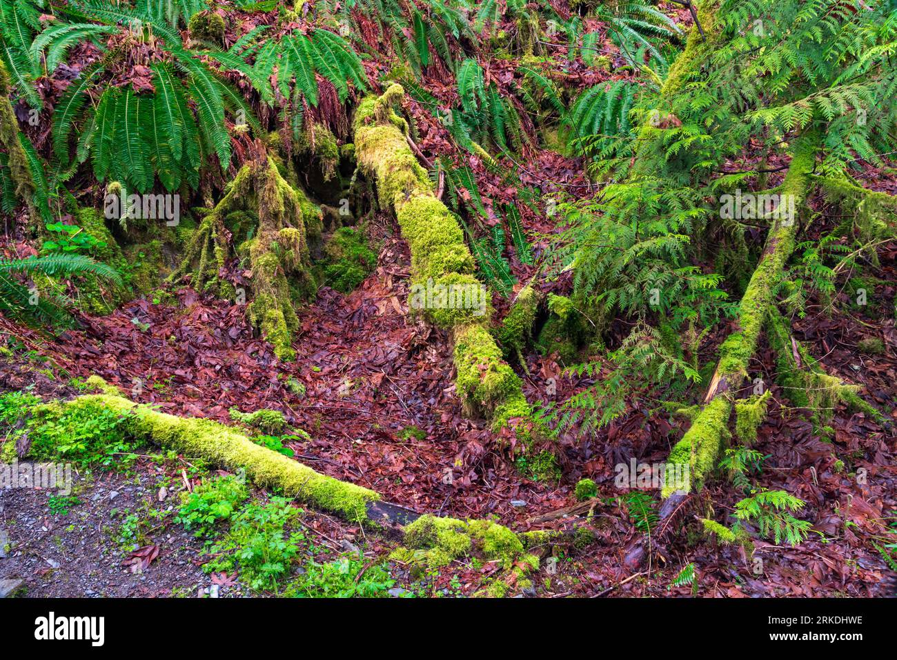 Moss covered trees and logs in Goldstream Provincial Park, Vancouver
