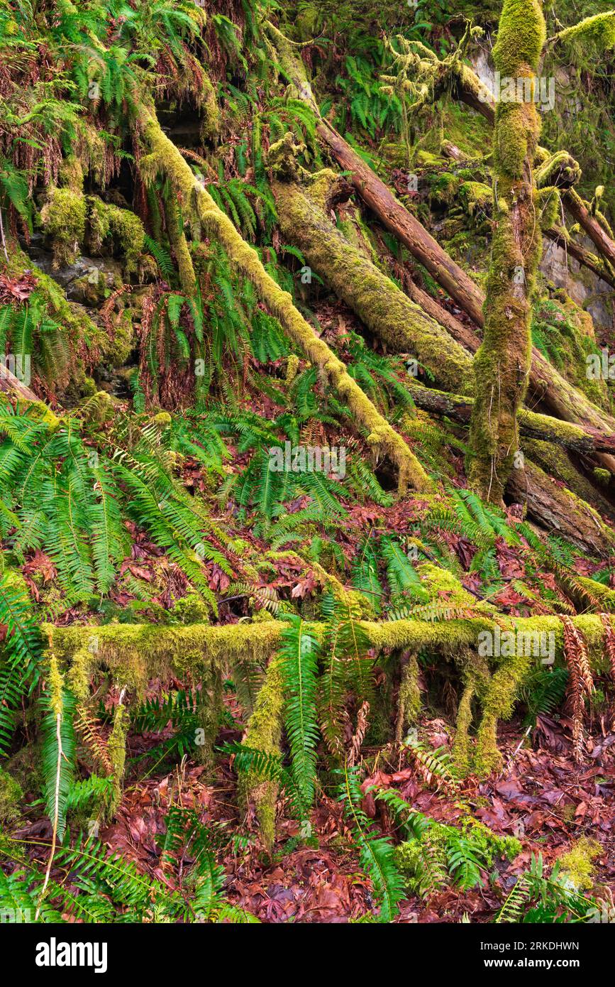 Moss covered trees and logs in Goldstream Provincial Park, Vancouver