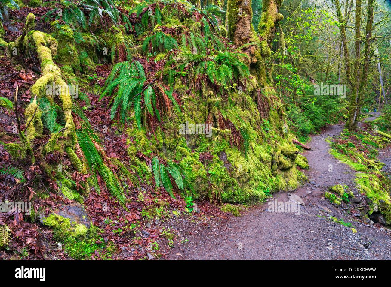 Moss covered trees and logs in Goldstream Provincial Park, Vancouver Island, British Columbia, Canada. Stock Photo