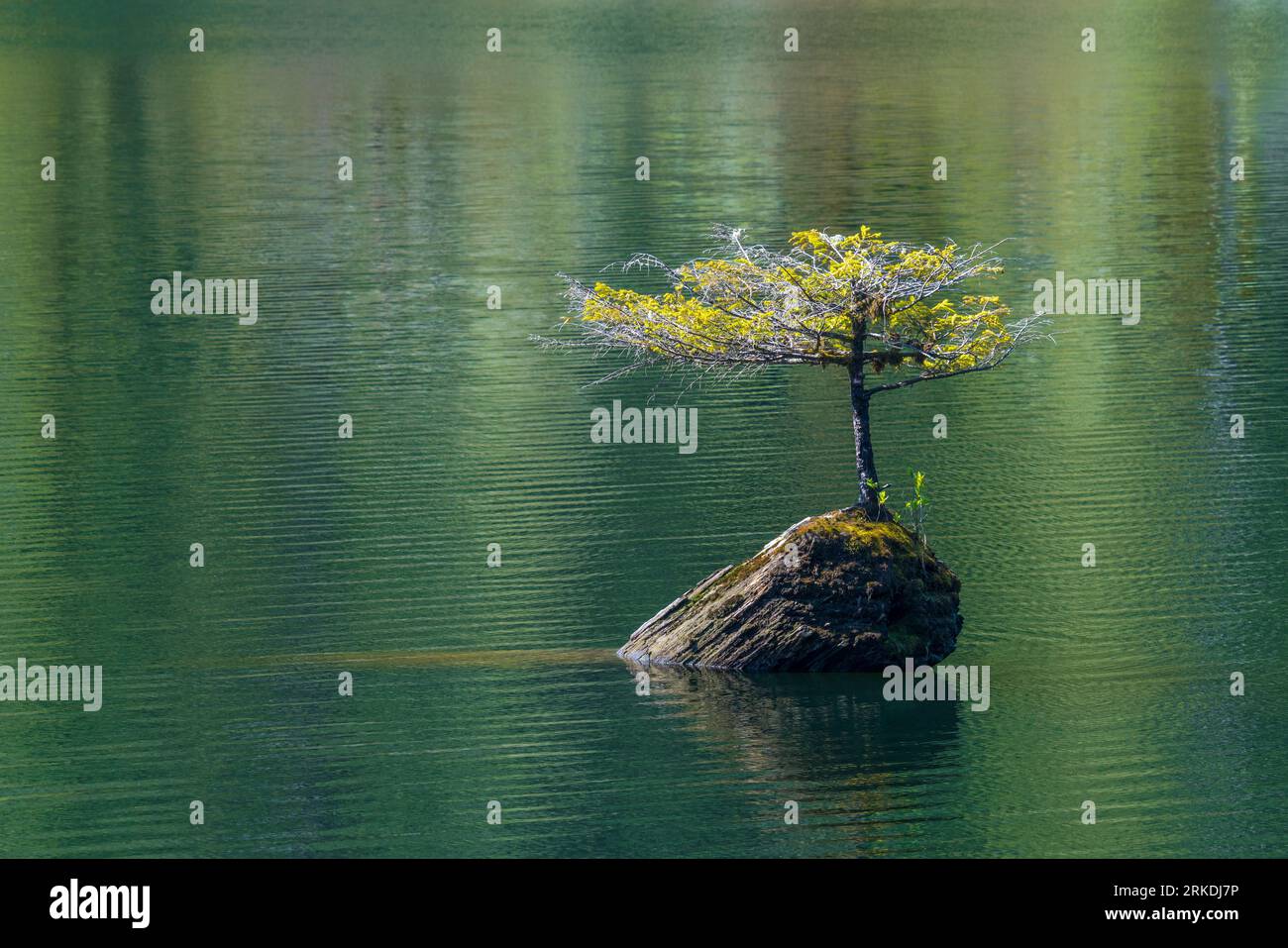 A tiny douglas fir tree growing on a log in Fairy Lake near Port Renfrew, Vancouver Island, British Columbia, Canada. Stock Photo