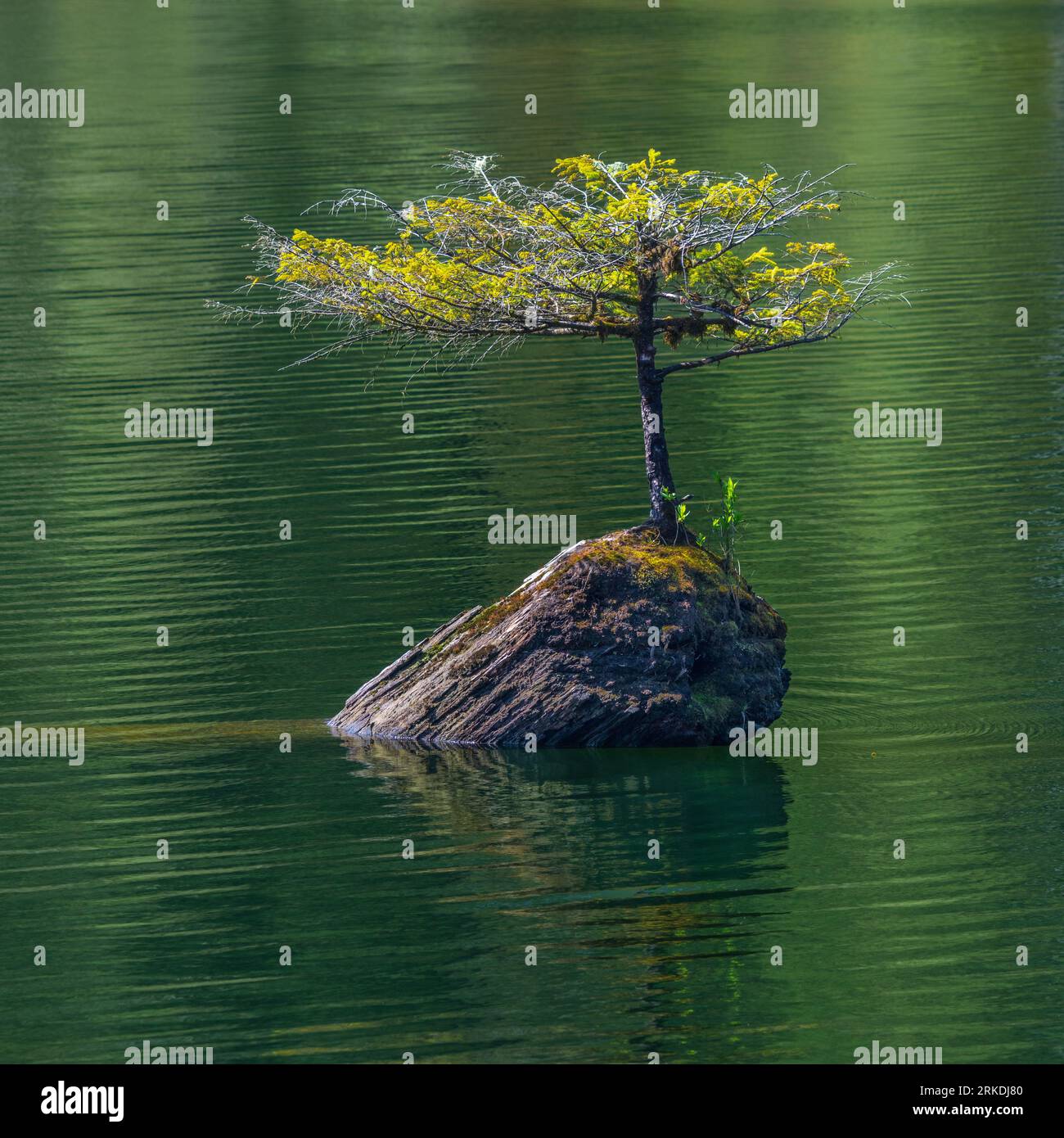 A tiny Douglas fir tree growing on a log in Fairy Lake near Port Renfrew, Vancouver Island, British Columbia, Canada. Stock Photo