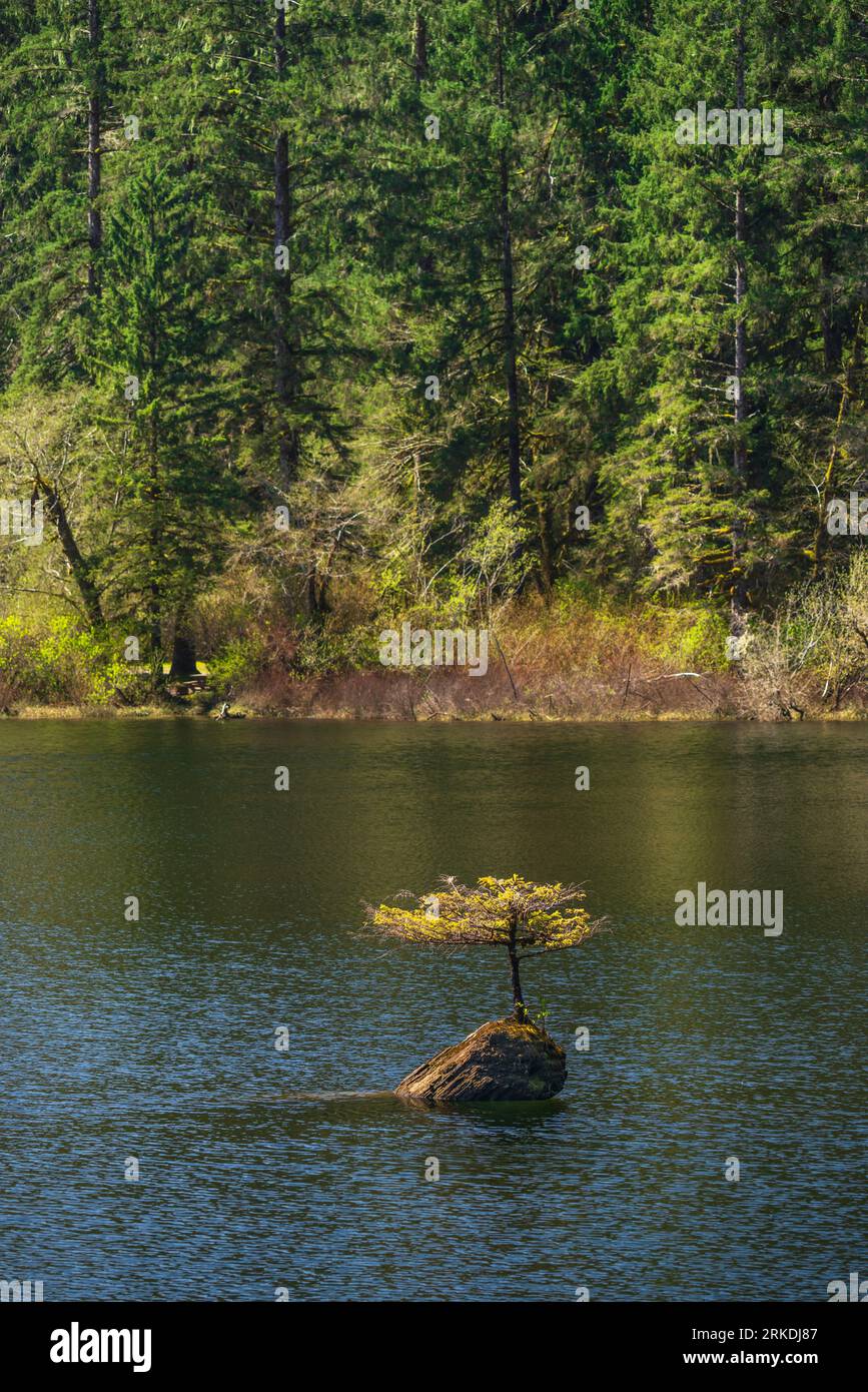 A tiny Douglas fir tree growing on a log in Fairy Lake near Port Renfrew, Vancouver Island, British Columbia, Canada. Stock Photo