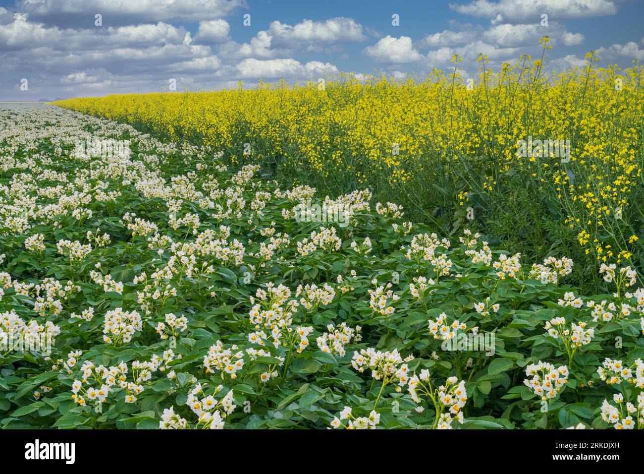 Purple potato blossoms with blooming canola on a field near Winkler, Manitoba, Canada. Stock Photo
