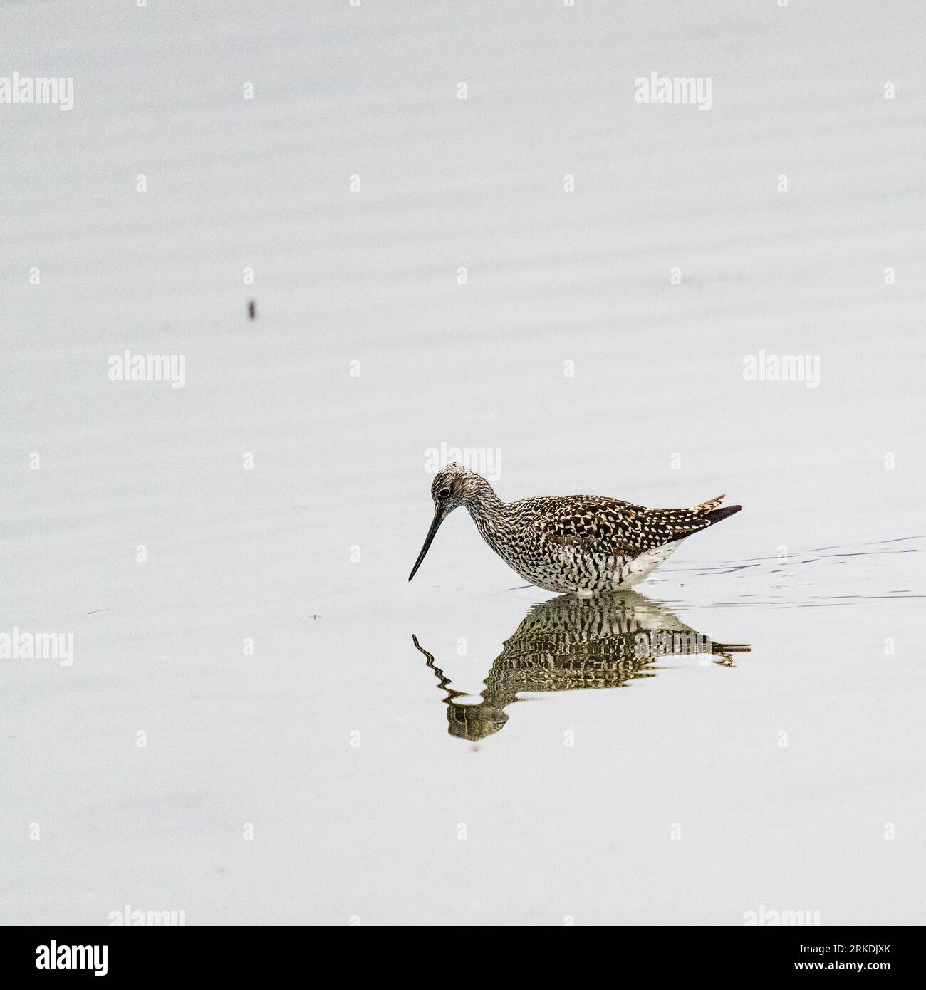 The sand piper wading bird feeding in the Esquimalt Lagoon, Esquimalt, Vancouver Island, British Columbia, Canada. Stock Photo