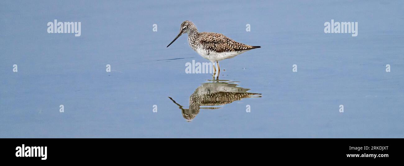 The sand piper wading bird feeding in the Esquimalt Lagoon, Esquimalt, Vancouver Island, British Columbia, Canada. Stock Photo