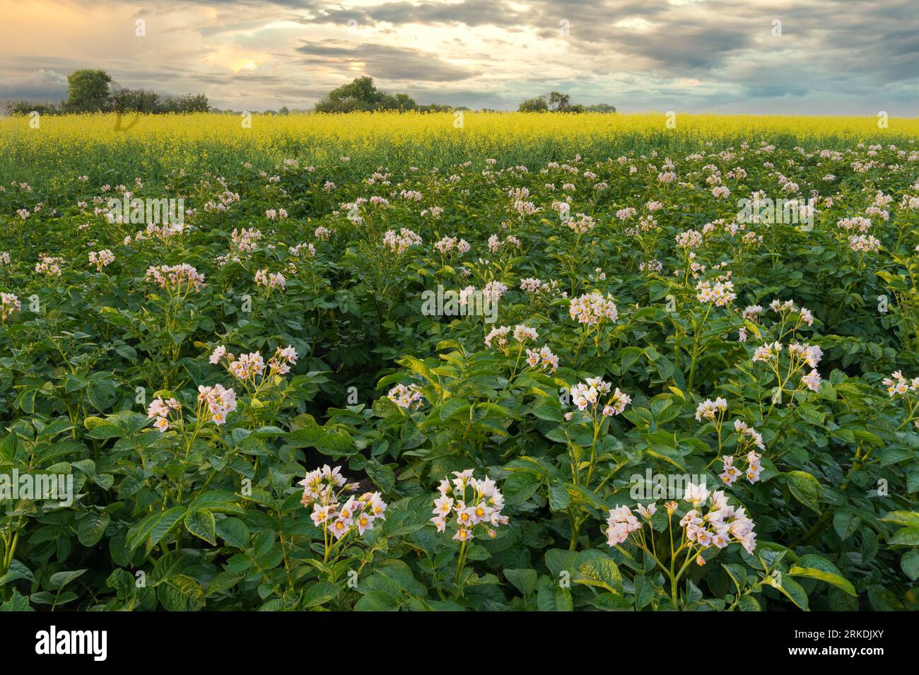 A blooming potato field with white blossoms at sunset near Winkler, Manitoba, Canada. Stock Photo