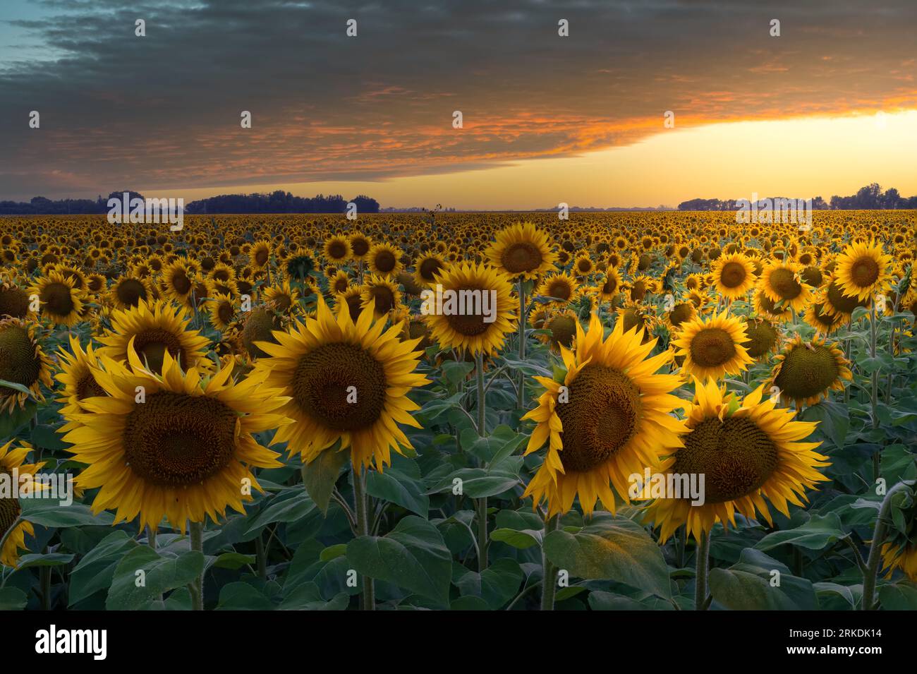 A field of sunflowers at sunset near Plum Coulee, Manitoba, Canada. Stock Photo