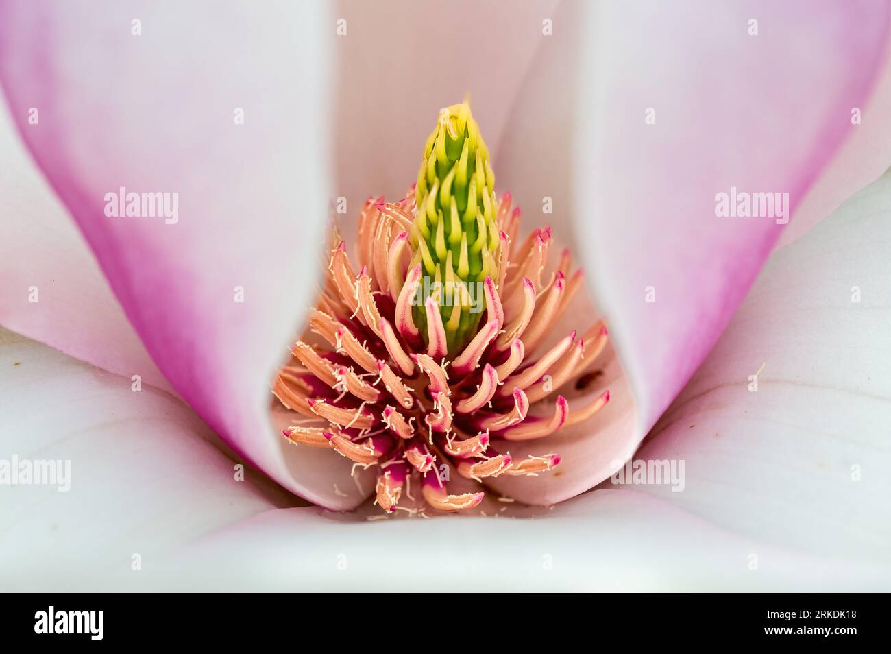 A macro photo of the stamen of the Magnolia flower blooming on Thetis Island, Vancouver Island, British Columbia, Canada. Stock Photo