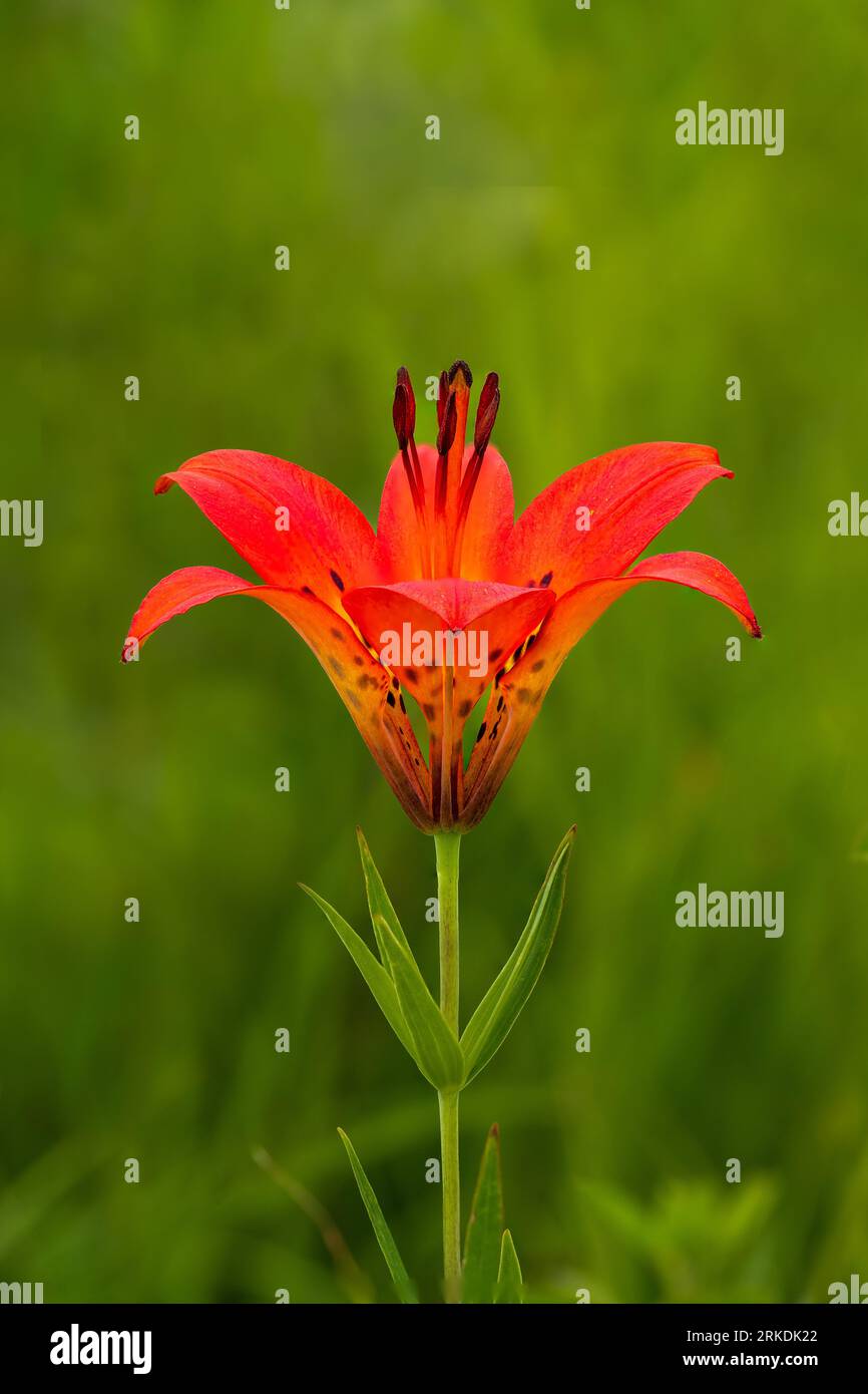 The Wood Lily blooming in the ditches in the Tall Grass Prairie Reserve near Stuartburn, Manitoba, Canada. Stock Photo