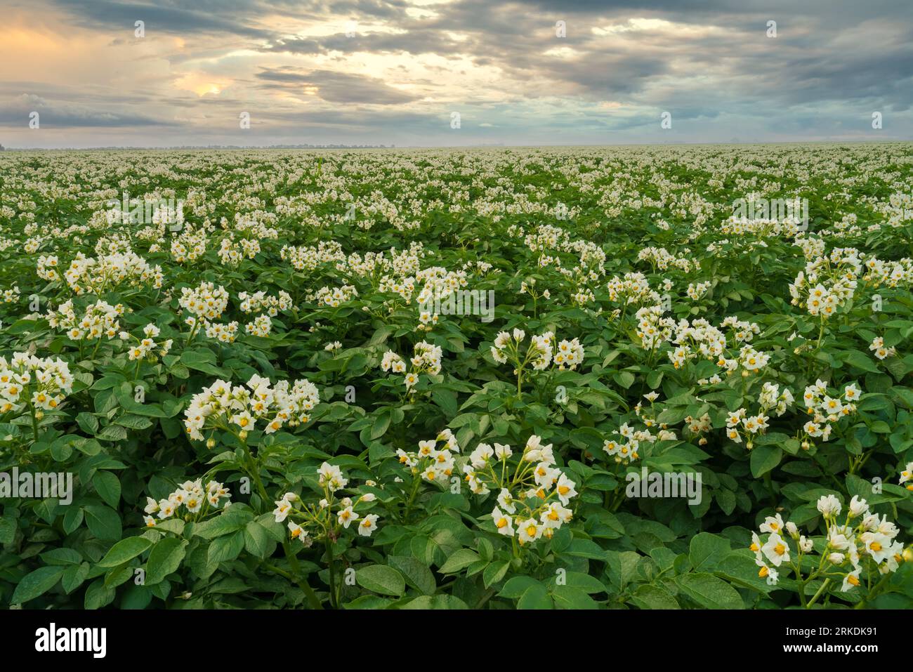 A blooming potatoe field with white blossoms at sunset near Winkler, Manitoba, Canada. Stock Photo