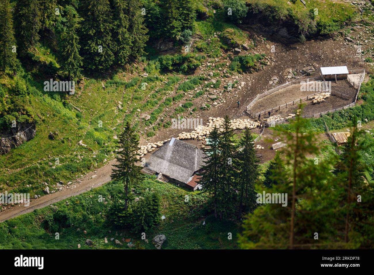 A Herd of Sheep in the Carpathian Mountains in Romania Stock Photo - Alamy