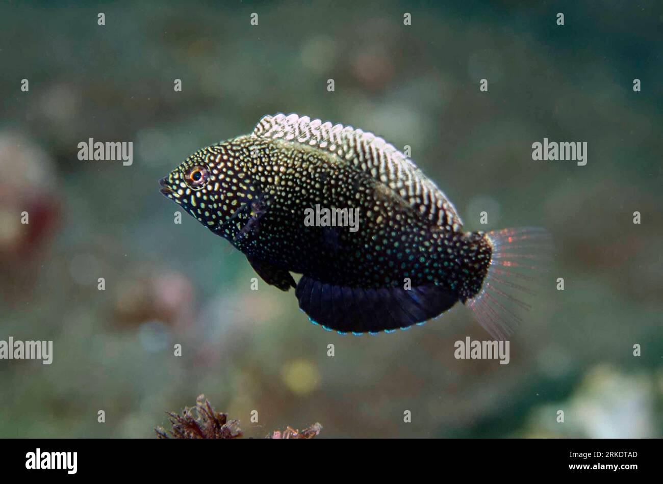 Black wrasse hi-res stock photography and images - Alamy