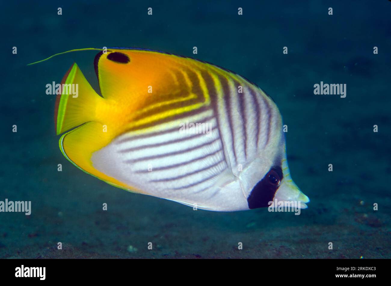 Threadfin Butterflyfish, Chaetodon auriga, Pong Pong dive site, Seraya, Karangasem, Bali, Indonesia Stock Photo