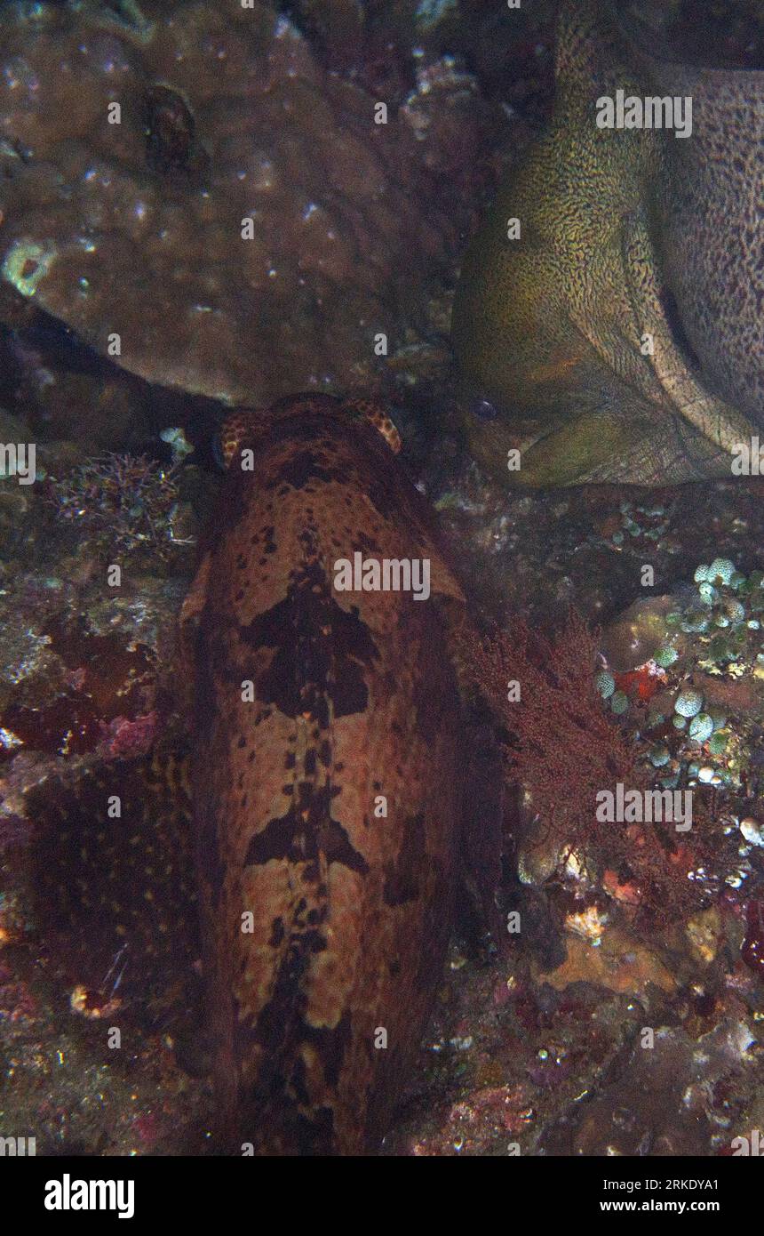 BrownMarbled Grouper, Epinephelus fuscoguttatus, and Giant Moray Eel