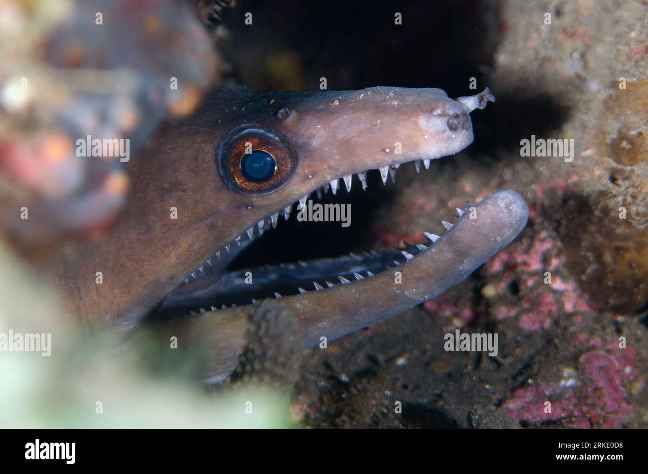 Bentjaw Moray, Enchelycore schismatorhynchus, Segara dive site, Seraya, Karangasem, Bali, Indonesia Stock Photo