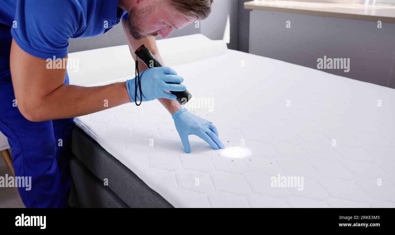 Bed Bug Infestation And Treatment Service. Bugs Extermination Stock ...