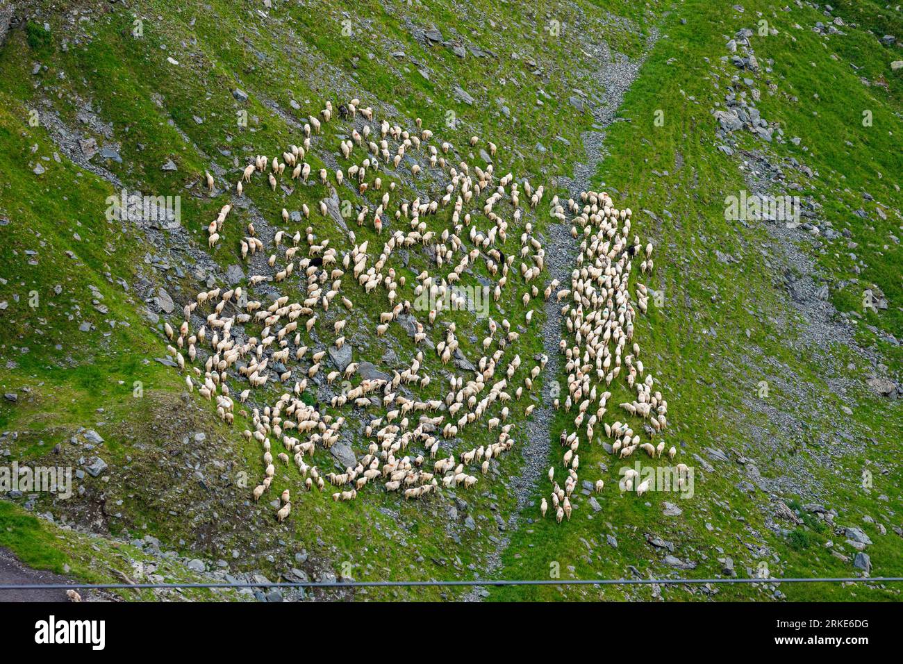 A Herd of Sheep in the Carpathian Mountains in Romania Stock Photo - Alamy