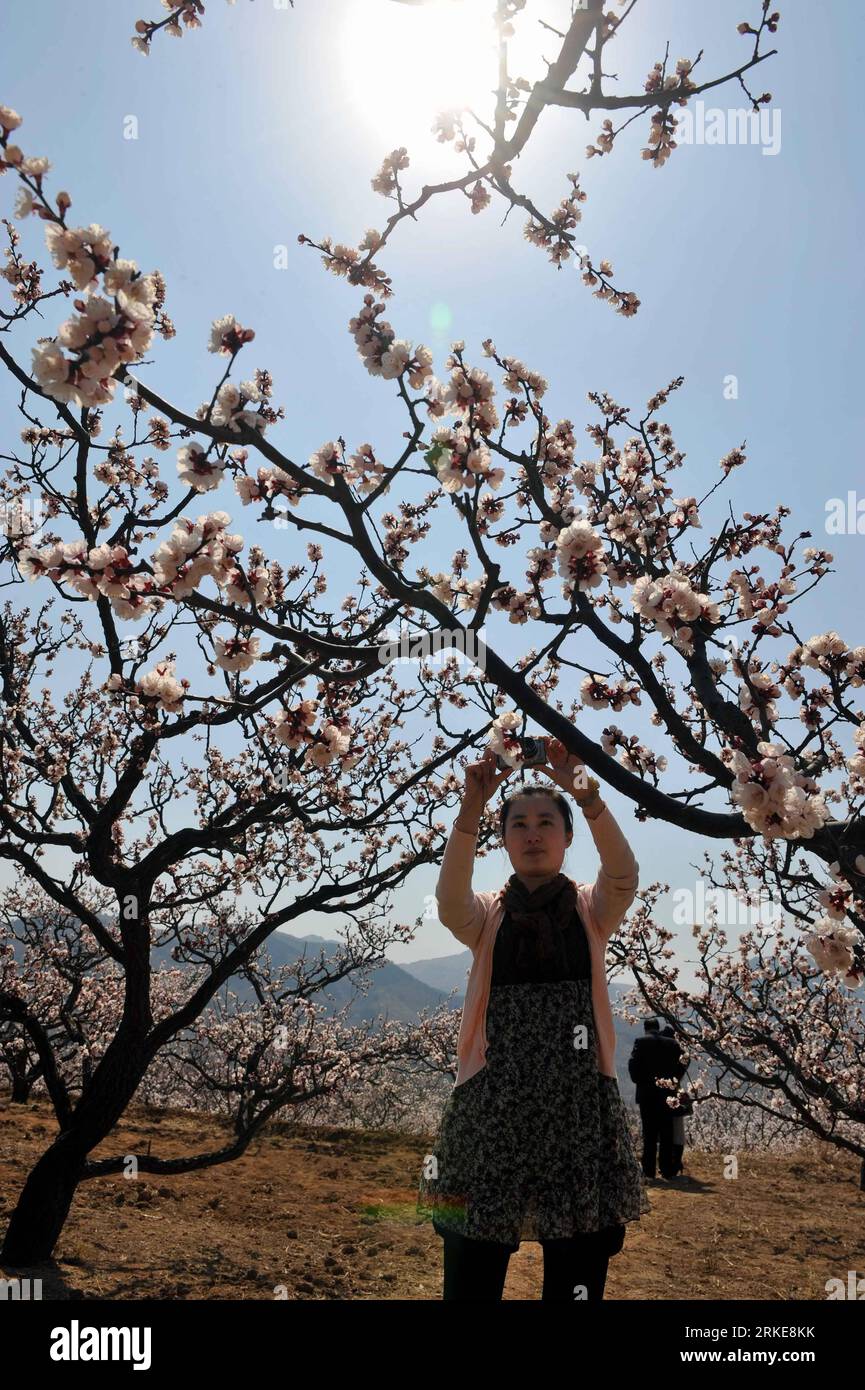 Bildnummer: 55127445  Datum: 29.03.2011  Copyright: imago/Xinhua (110329) -- JINAN, March 29, 2011 (Xinhua) -- A tourist takes pictures of apricot blossom in Zhangxia Town in Jinan, capital of east China s Shandong Province, March 29, 2011. Zhangxia Town in recent years encouraged farmers to plant apricot trees, which attracted more tourists and increased local farmer s income. (Xinhua/Zhu Zheng) (llp) CHINA-JINAN-APRICOT BLOSSOM (CN) PUBLICATIONxNOTxINxCHN Gesellschaft Jahreszeit Frühling kbdig xsk 2011 hoch  o0 Pfirsichblüte, Blüte, blüht, Pfirsichbaum, Pfirsich, Baum, Gegenlicht Mädchen fot Stock Photo