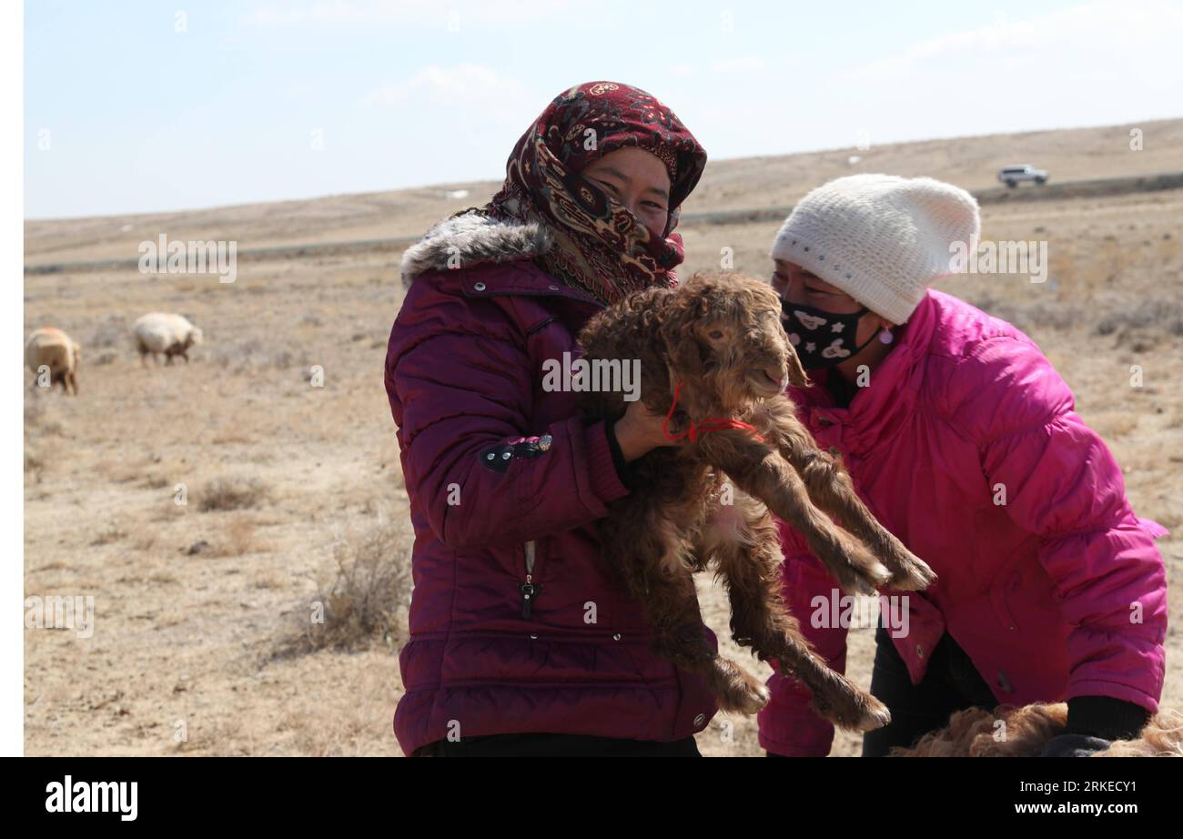Bildnummer: 55236375  Datum: 05.04.2011  Copyright: imago/Xinhua (110405) -- ALTAY, April 5, 2011 (Xinhua) -- A female shepherd holds a lamb in the pasture in Fuyun County, Altay area, northwest China s Xinjiang Uygur Autonomous Region, April 4, 2011. The herds living in the pasture of Altay area enter into their lambing season when April falls. (Xinhua/Ding Ning) (hdt) #CHINA-XINJIANG-LAMBING SEASON (CN) PUBLICATIONxNOTxINxCHN Gesellschaft Land Leute Landwirtschaft kbdig xsk 2011 quer  o0 Tiere, Schaf, Lamm, Jungtier, Nachwuchs, Hirte    Bildnummer 55236375 Date 05 04 2011 Copyright Imago XIN Stock Photo