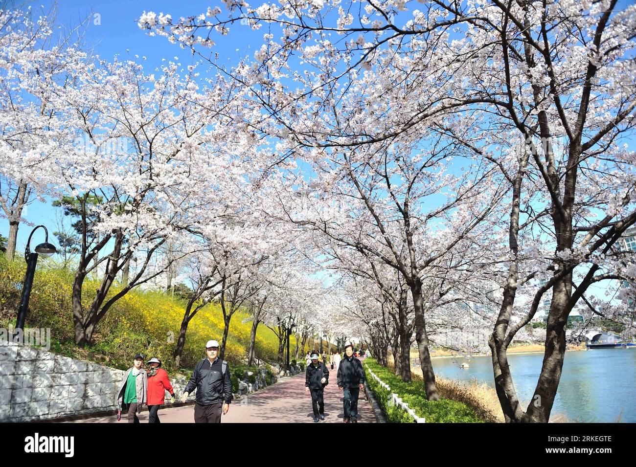 Bildnummer: 55255854  Datum: 12.04.2011  Copyright: imago/Xinhua (110412) -- SEOUL, April 12, 2011 (Xinhua) -- Tourists view cherry blossoms near a lake at Seokchon Lake Park in Songpa-gu in Seoul, capital of South Korea, on April 12, 2011. (Xinhua/Zhang Kai) (lr) SOUTH KOREA-SEOUL-CHERRY BLOSSOM PUBLICATIONxNOTxINxCHN Gesellschaft Jahreszeit Frühling Kirschblüte Blüte kbdig xkg 2011 quer  o0 Kirschbaum, Kirschbaumblüte, Totale    Bildnummer 55255854 Date 12 04 2011 Copyright Imago XINHUA  Seoul April 12 2011 XINHUA tourists View Cherry Blossoms Near a Lake AT Seokchon Lake Park in Songpa GU i Stock Photo