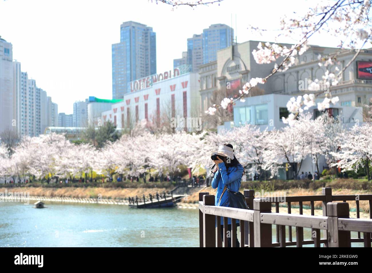 Bildnummer: 55255853  Datum: 12.04.2011  Copyright: imago/Xinhua (110412) -- SEOUL, April 12, 2011 (Xinhua) -- A tourist takes photographs of cherry blossoms near a lake at Seokchon Lake Park in Songpa-gu in Seoul, capital of South Korea, on April 12, 2011. (Xinhua/Zhang Kai) (lr) SOUTH KOREA-SEOUL-CHERRY BLOSSOM PUBLICATIONxNOTxINxCHN Gesellschaft Jahreszeit Frühling Kirschblüte Blüte kbdig xkg 2011 quer o0 Kirschbaum, Kirschbaumblüte    Bildnummer 55255853 Date 12 04 2011 Copyright Imago XINHUA  Seoul April 12 2011 XINHUA a Tourist Takes Photographs of Cherry Blossoms Near a Lake AT Seokchon Stock Photo