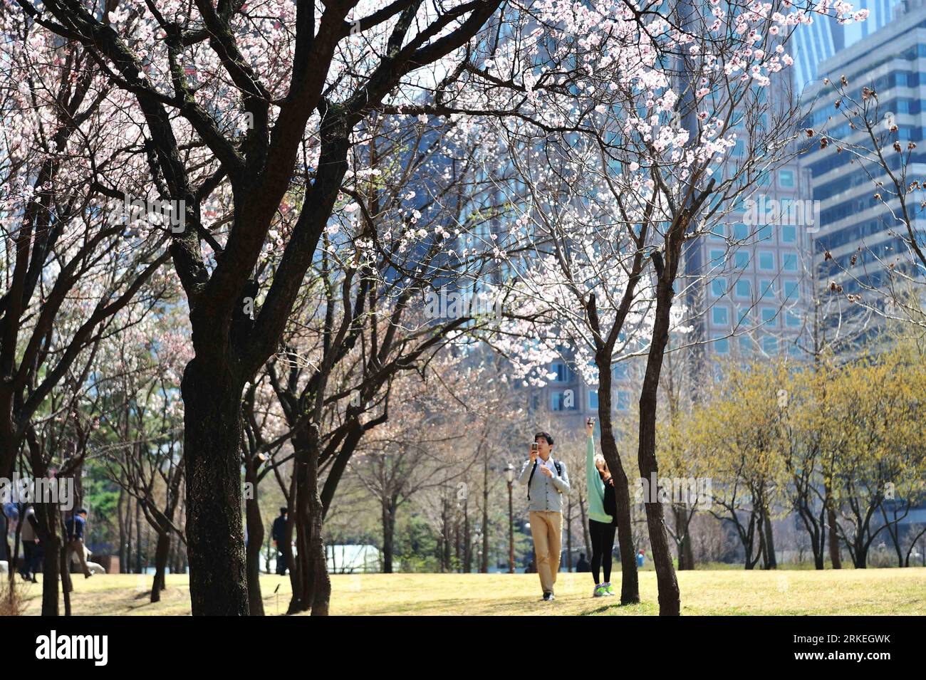 Bildnummer: 55255856  Datum: 12.04.2011  Copyright: imago/Xinhua (110412) -- SEOUL, April 12, 2011 (Xinhua) -- A tourist takes photographs of cherry blossoms at Yeouido Park in Songpa-gu in Seoul, capital of South Korea, on April 12, 2011. (Xinhua/Zhang Kai) (lr) SOUTH KOREA-SEOUL-CHERRY BLOSSOM PUBLICATIONxNOTxINxCHN Gesellschaft Jahreszeit Frühling Kirschblüte Blüte kbdig xkg 2011 quer  o0 Kirschbaum, Kirschbaumblüte    Bildnummer 55255856 Date 12 04 2011 Copyright Imago XINHUA  Seoul April 12 2011 XINHUA a Tourist Takes Photographs of Cherry Blossoms AT Yeouido Park in Songpa GU in Seoul Ca Stock Photo