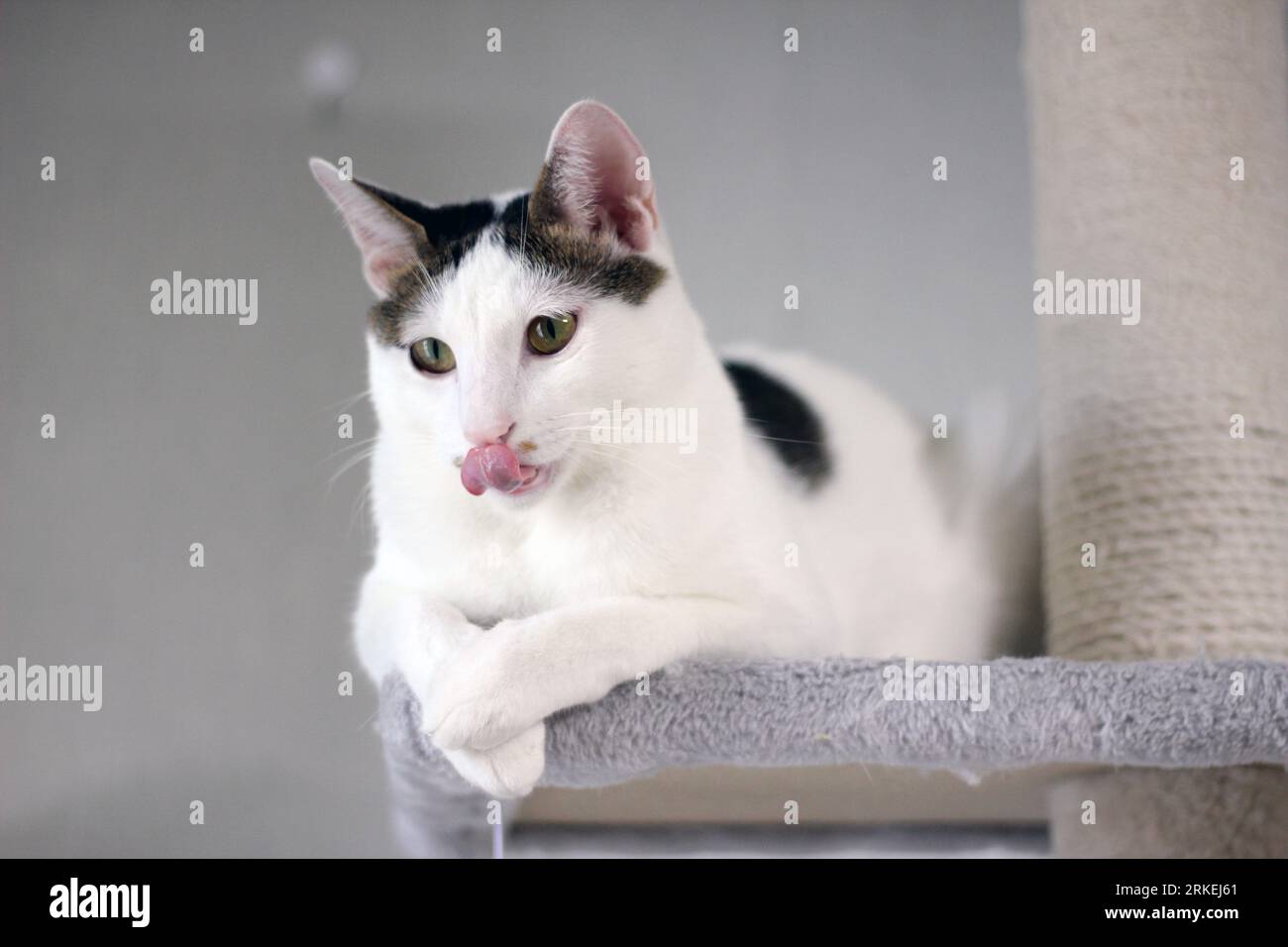 Cute Japanese Bobtail cat watching TV with mice Stock Photo