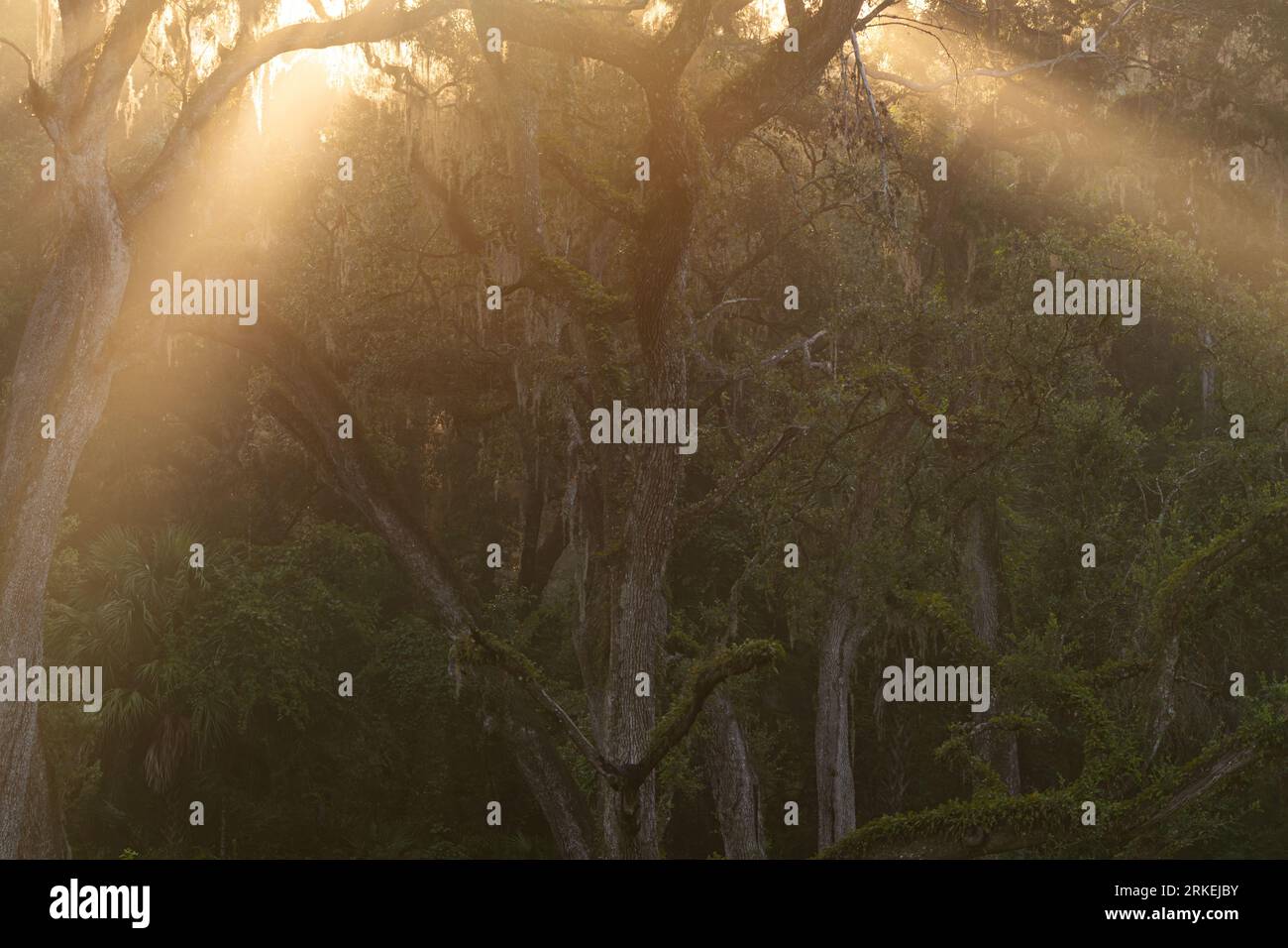 Rays sunlight through oak tree hi-res stock photography and images - Alamy