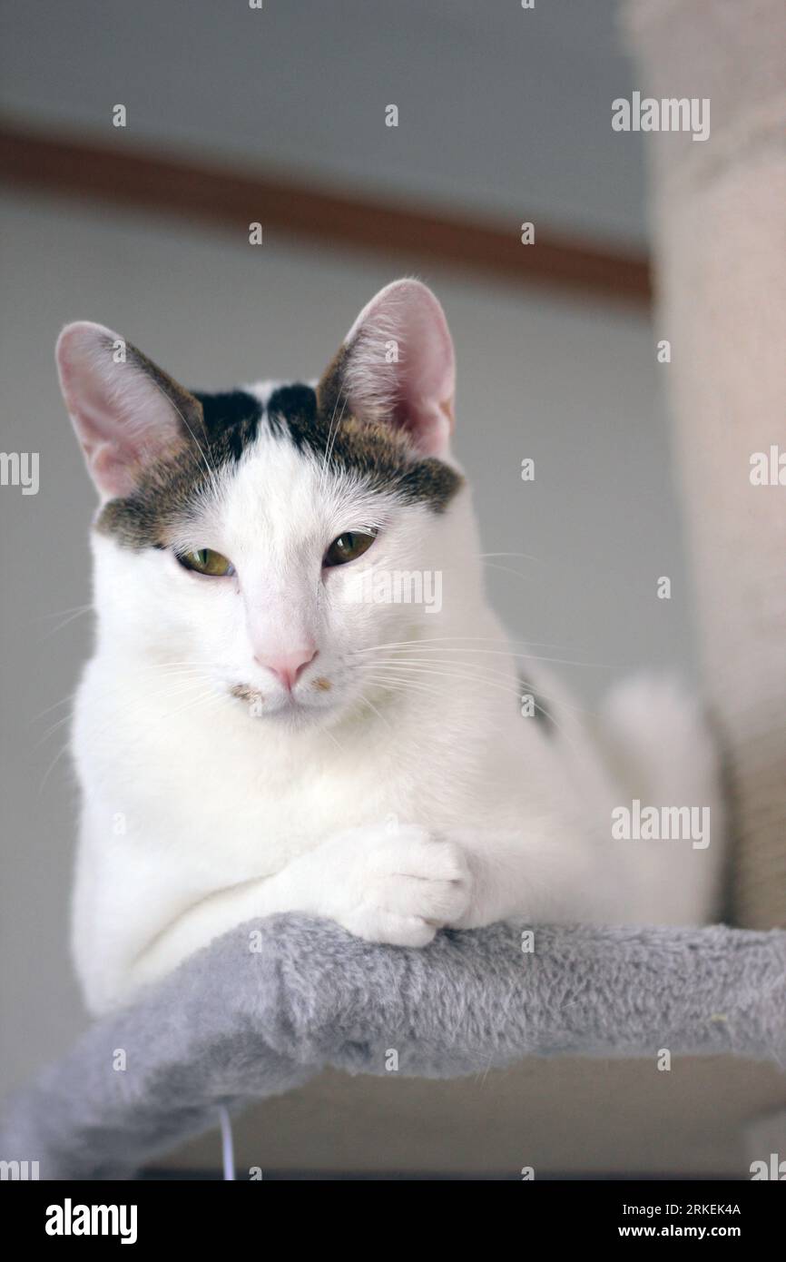 Cute Japanese Bobtail cat watching TV with mice Stock Photo