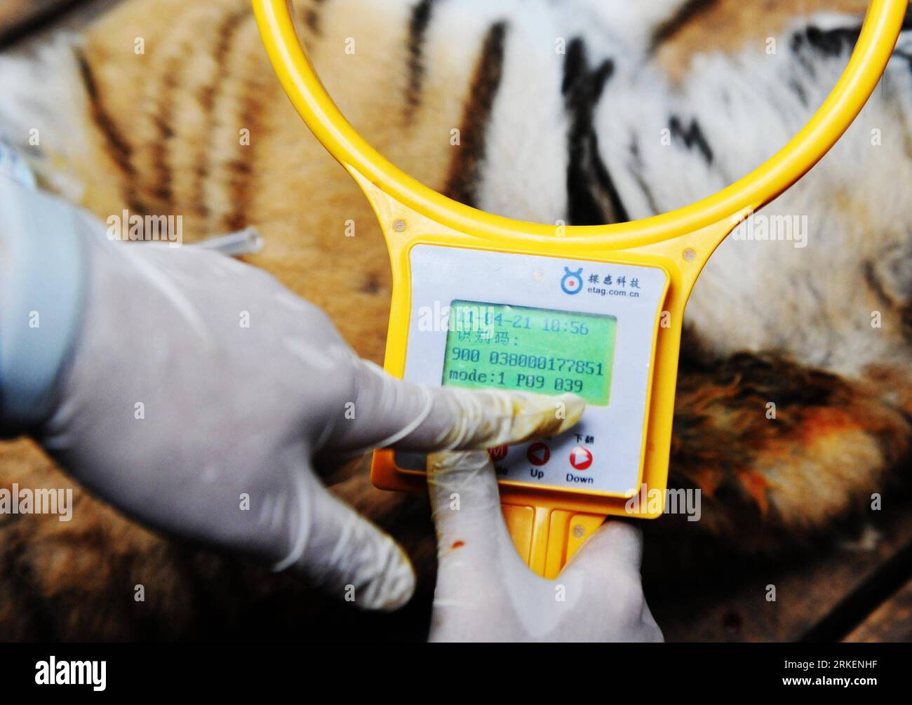 Bildnummer: 55279845  Datum: 21.04.2011  Copyright: imago/Xinhua (110421) -- HARBIN, April 21, 2011 (Xinhua) -- A staff member detects the ID chip embeded in a tiger in the Siberia Tiger Park in Harbin, capital of northeast China s Heilongjiang Province, April 21, 2011. The Siberia Tiger park, which is currently the largest breeding base for Siberian tigers, conducted Thursday the DNA-testing for some 100 Siberia tiger cubs born in 2010 so as to outline their family trees for further research, guarantee the pure blood of the species and prevent genetic degeneration as well. The DNA-testing pro Stock Photo