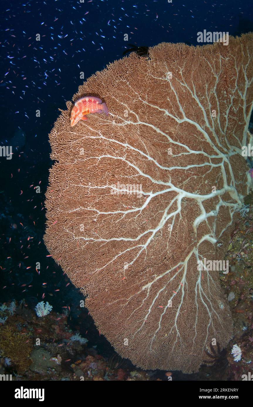 Gorgonian Fan, Annella mollis, with Red Coral Grouper, Cephalopholis miniata, and small fish, Tanjung Kelapa dive site, Gunung Api, Manuk, Maluku, Ban Stock Photo