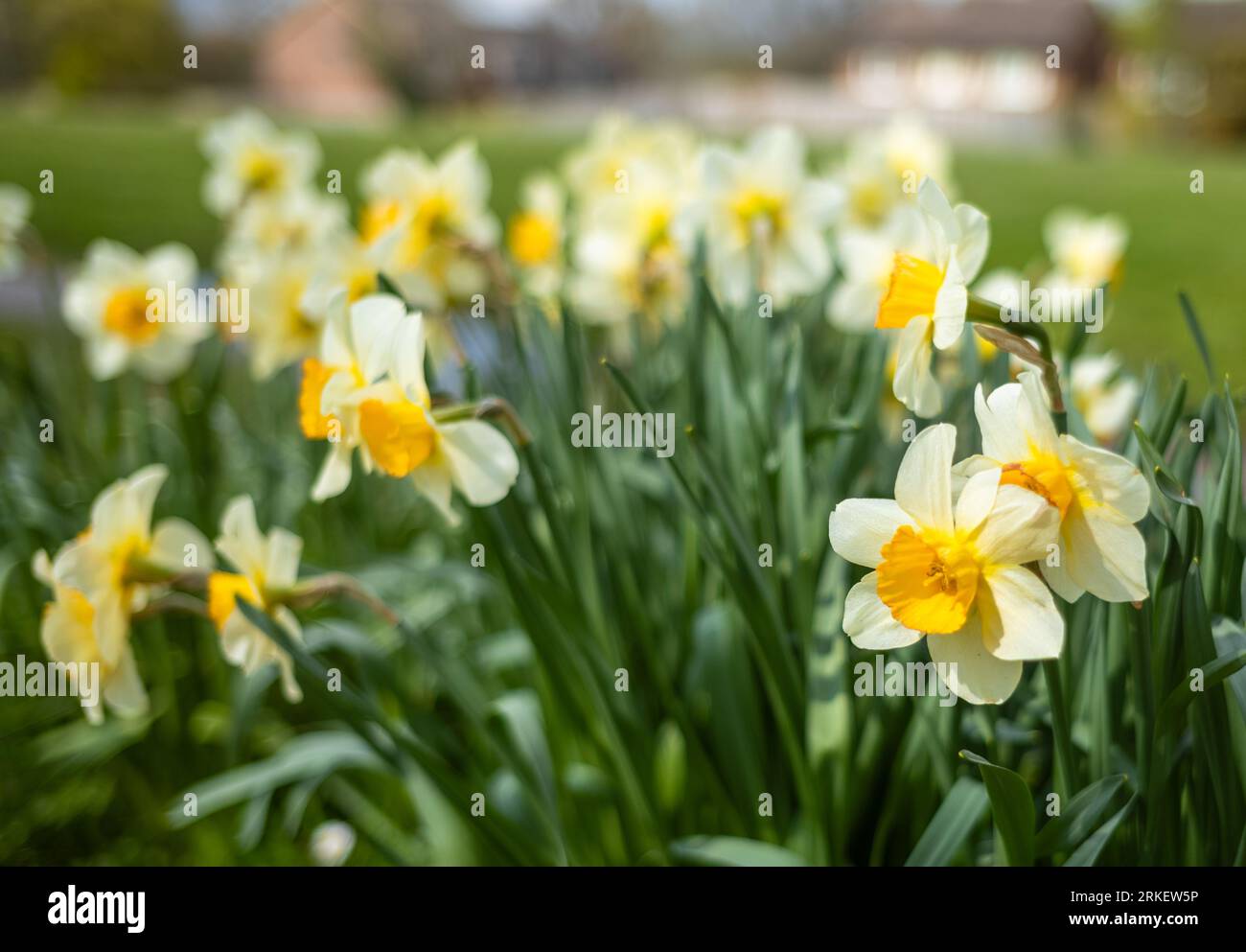 Yellow and white daffodils (Narcissus) growing in a public park in southern England Stock Photo