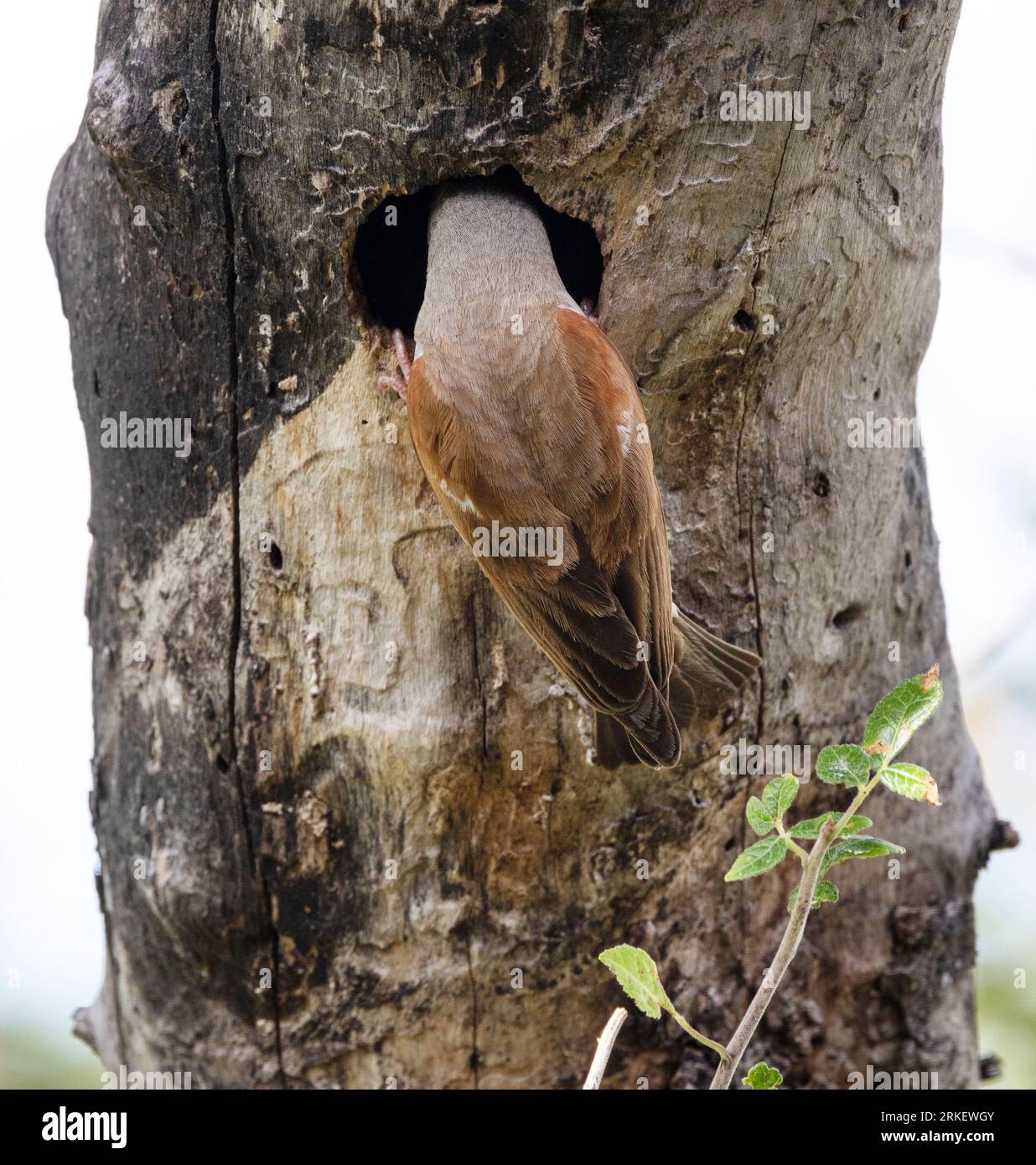 A Grey-headed Sparrow returns to an old Barbets nest hole in a soft wooded commiphora tree. They regularly use this nest hole rather than build. Stock Photo